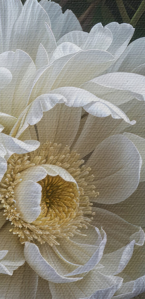 Group of white flowers