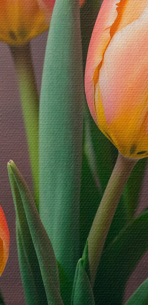 Group of pink and yellow tulips