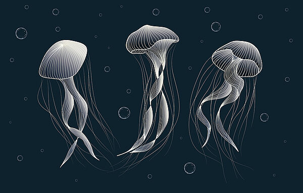 Gruppo di meduse in acqua Gruppo di meduse in acqua