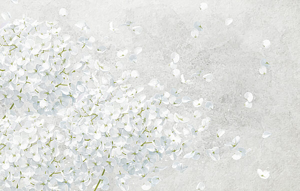 Mazzo di fiori bianchi Mazzo di fiori bianchi