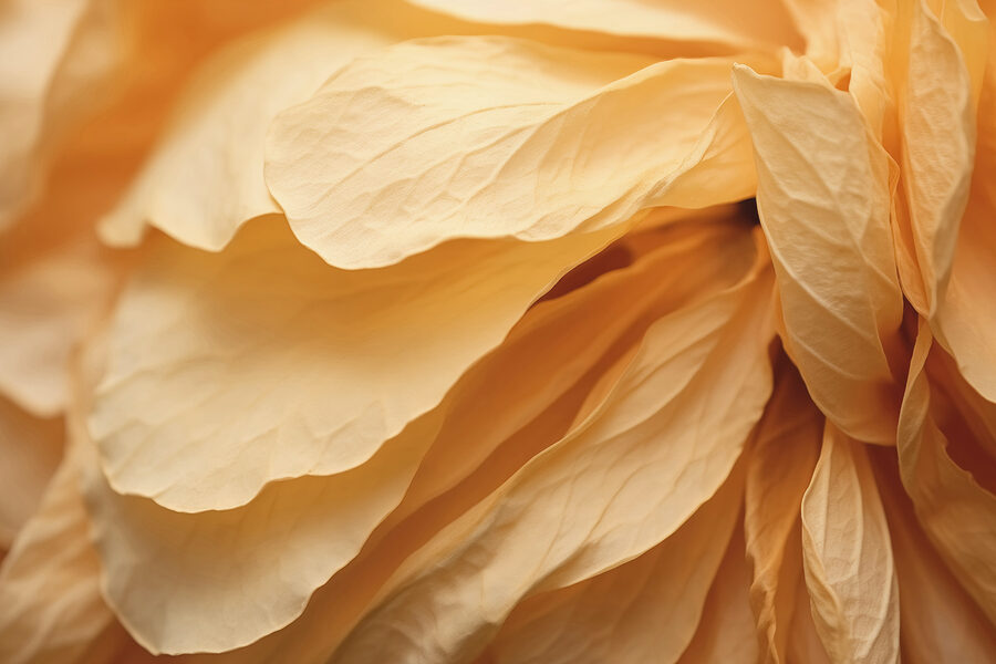 Primo piano di un fiore