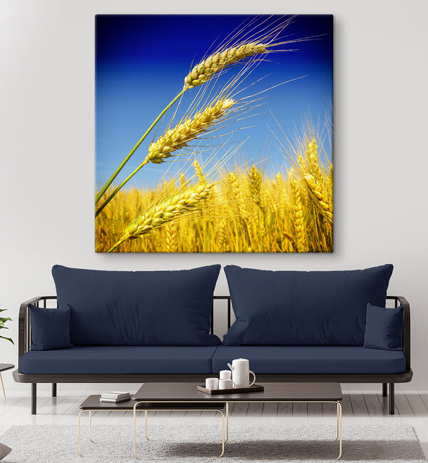 Close up of wheat Close up of wheat