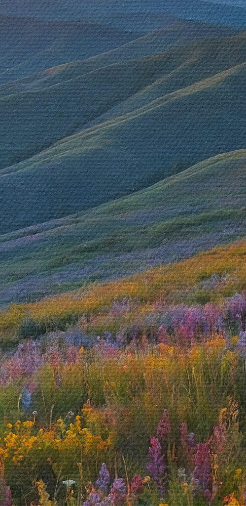 Field of flowers on a mountain Field of flowers on a mountain
