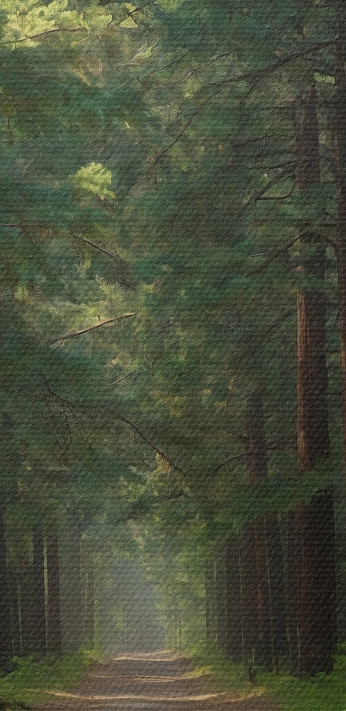 Dirt road through a forest Dirt road through a forest