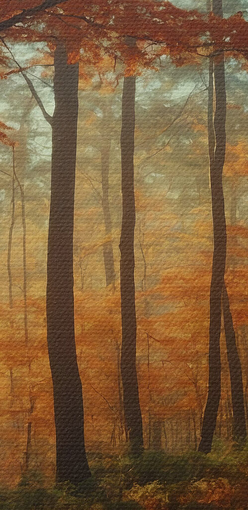 Path through a forest with orange leaves Path through a forest with orange leaves