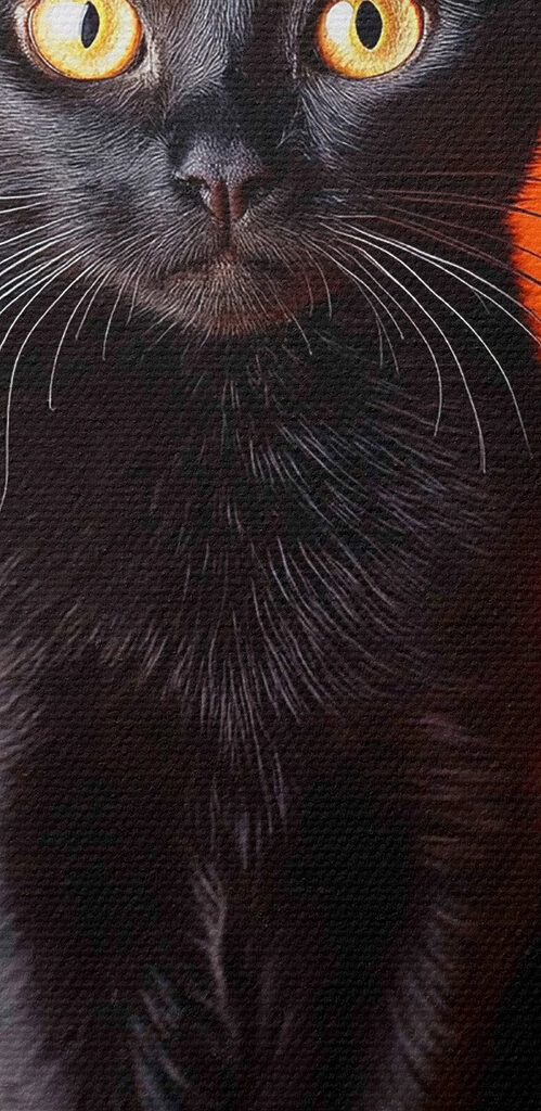 Black cat sitting next to two pumpkins Black cat sitting next to two pumpkins