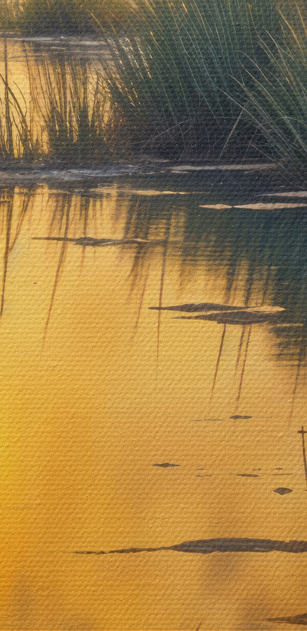 Water with plants and trees in the background