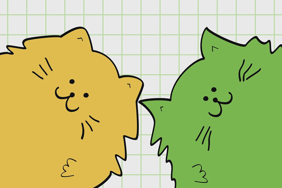 Gatto giallo e verde