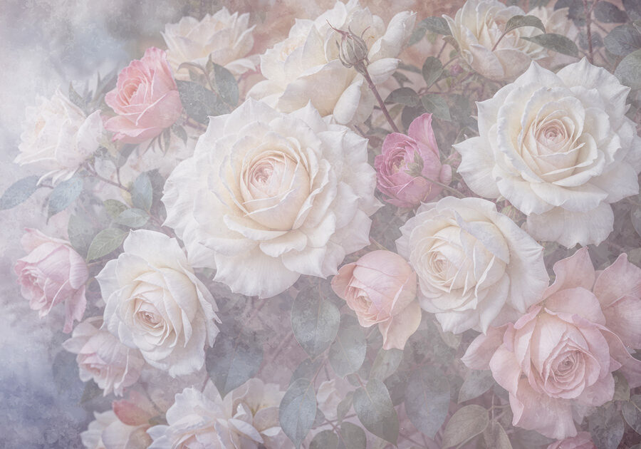 Gruppo di rose bianche e rosa