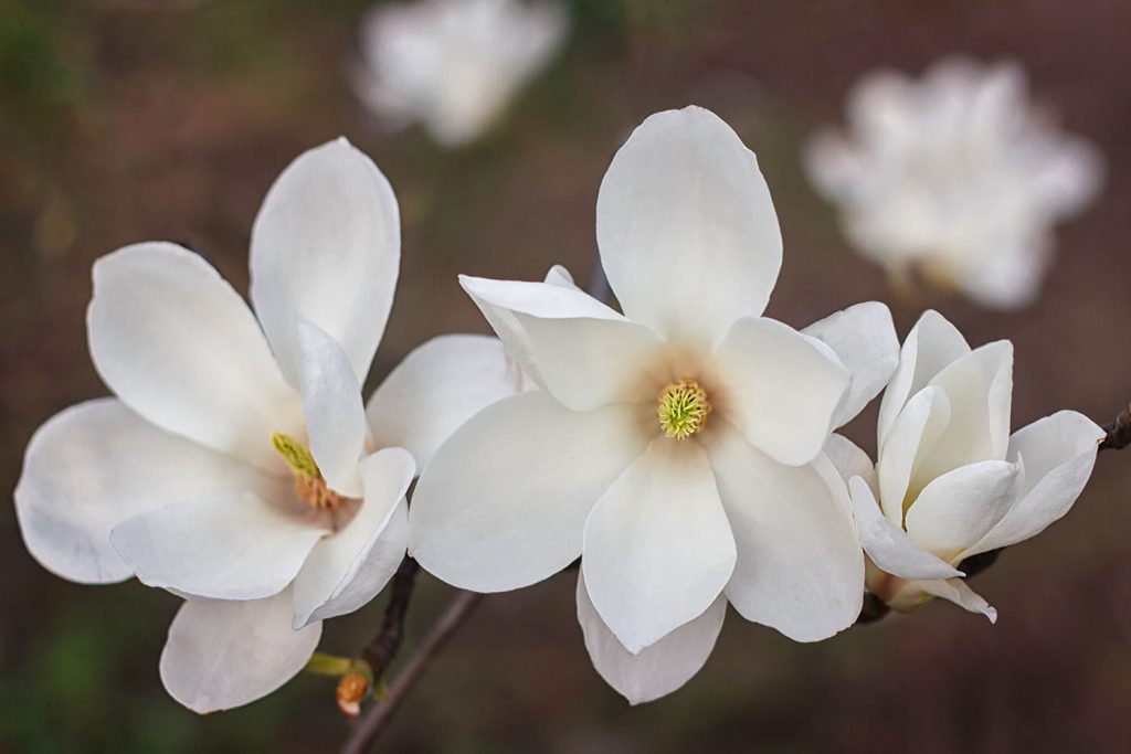 Group of white flowers