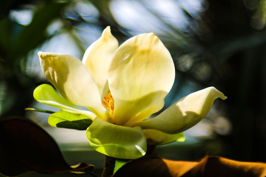 Creamy magnolia, spotlighted by light
