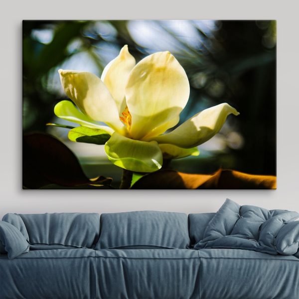 Creamy magnolia, spotlighted by light