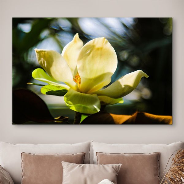 Creamy magnolia, spotlighted by light