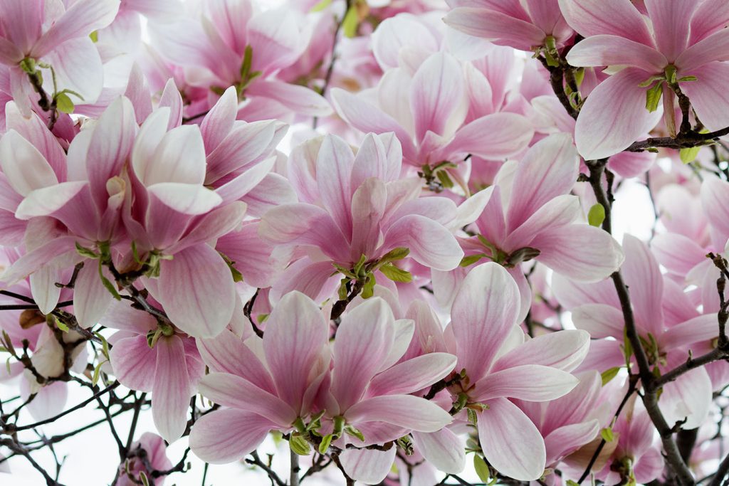Group of pink flowers