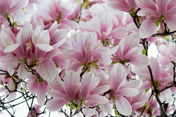 Group of pink flowers