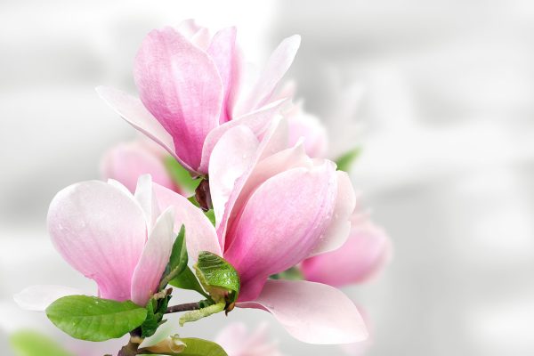 Pink Magnolia Blossoms in Bloom