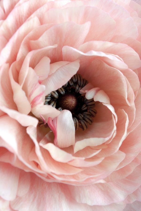Subtle petal dance, nature's heart