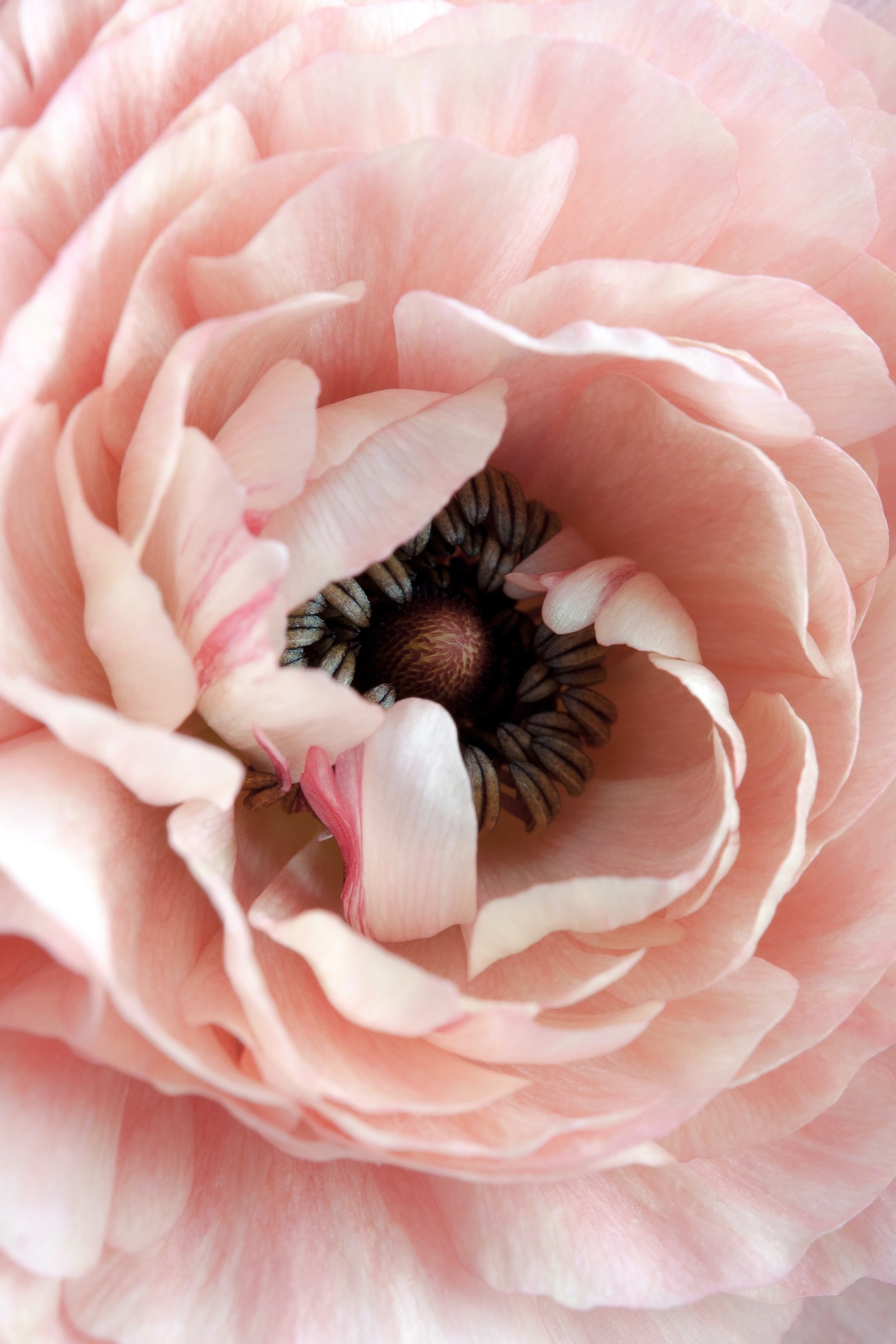 Subtle petal dance, nature's heart