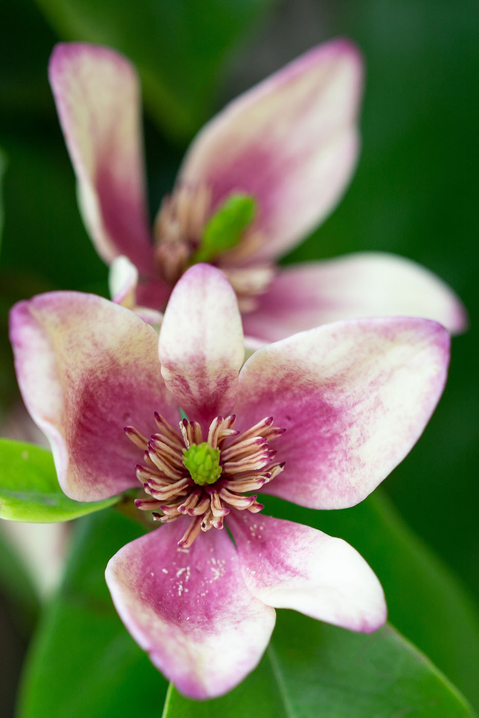 Delicate bloom in soft focus
