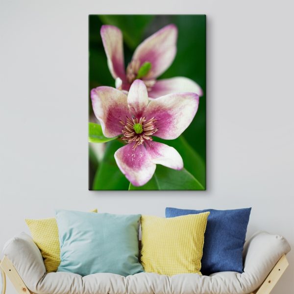 Delicate bloom in soft focus