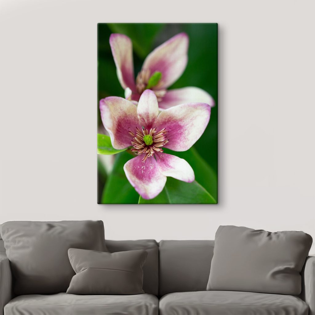 Delicate bloom in soft focus