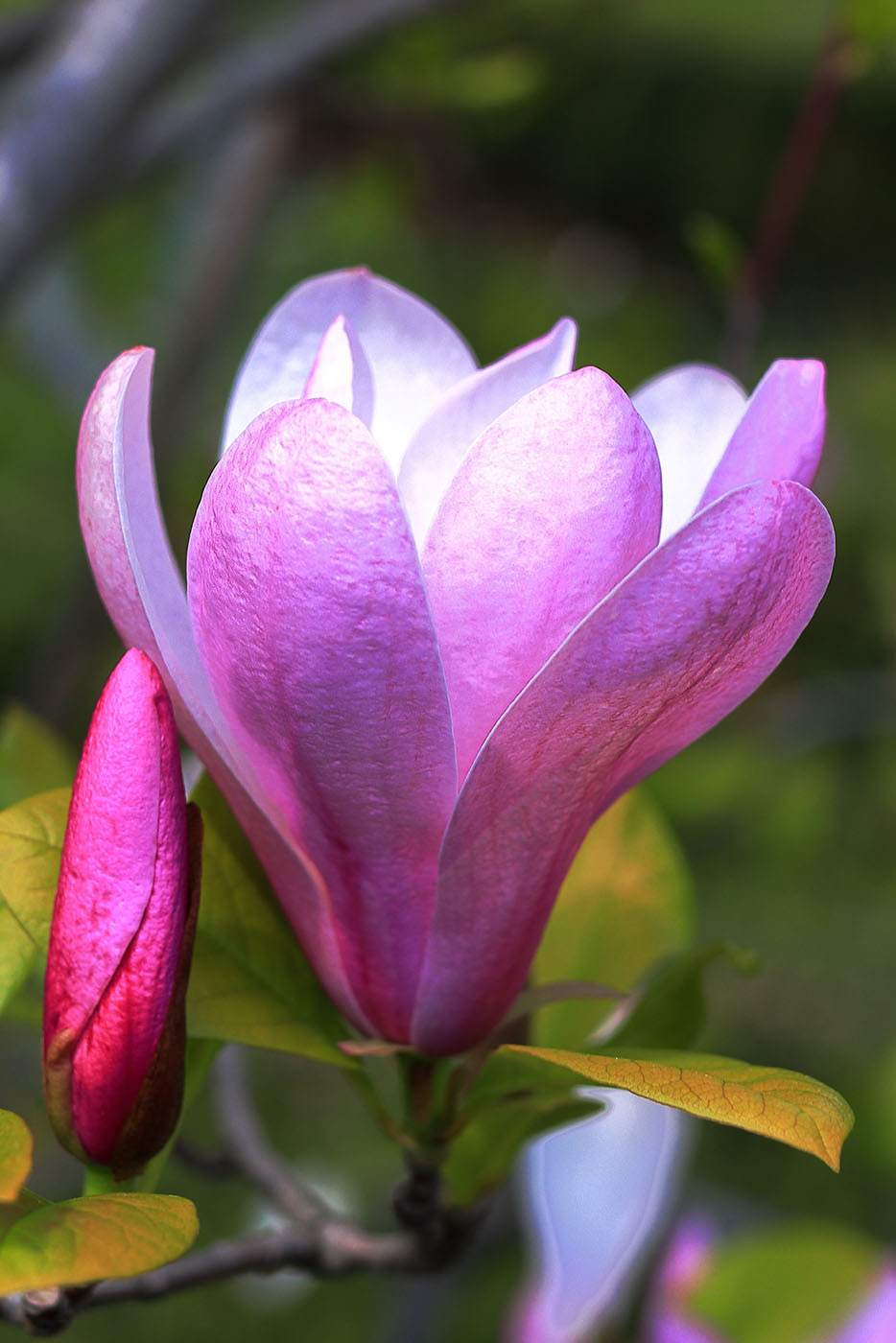 Magnolia: Nature's Graceful Bloom