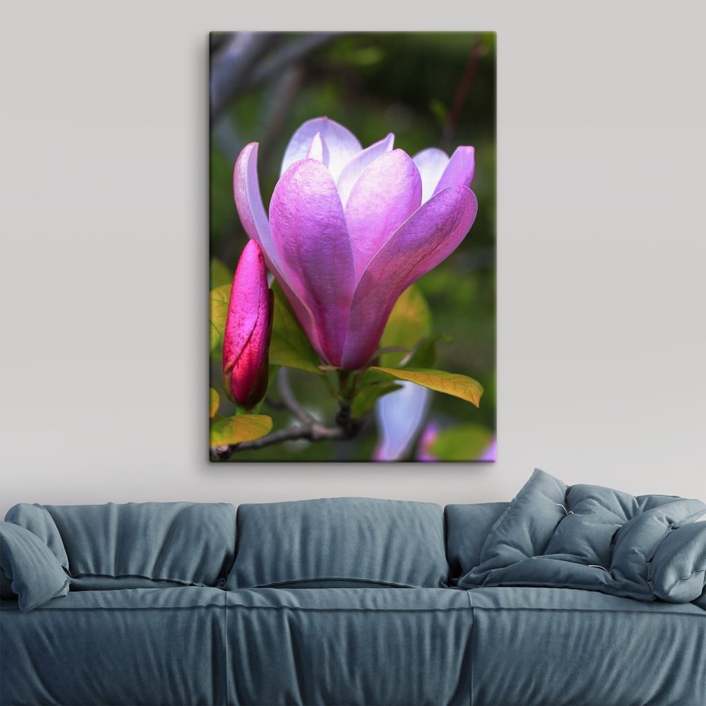 Magnolia: Nature's Graceful Bloom