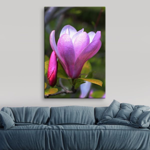 Magnolia: Nature's Graceful Bloom