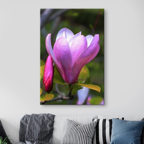 Magnolia: Nature's Graceful Bloom