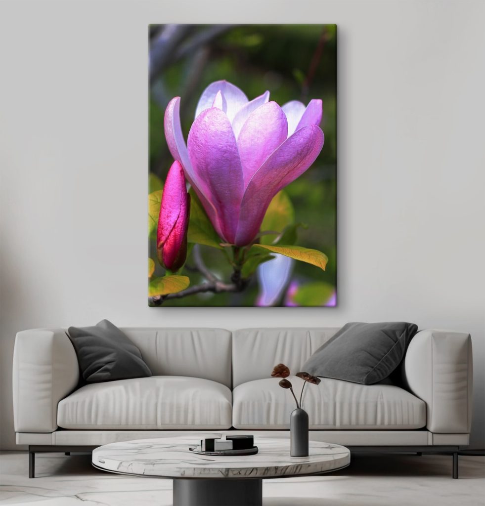 Magnolia: Nature's Graceful Bloom