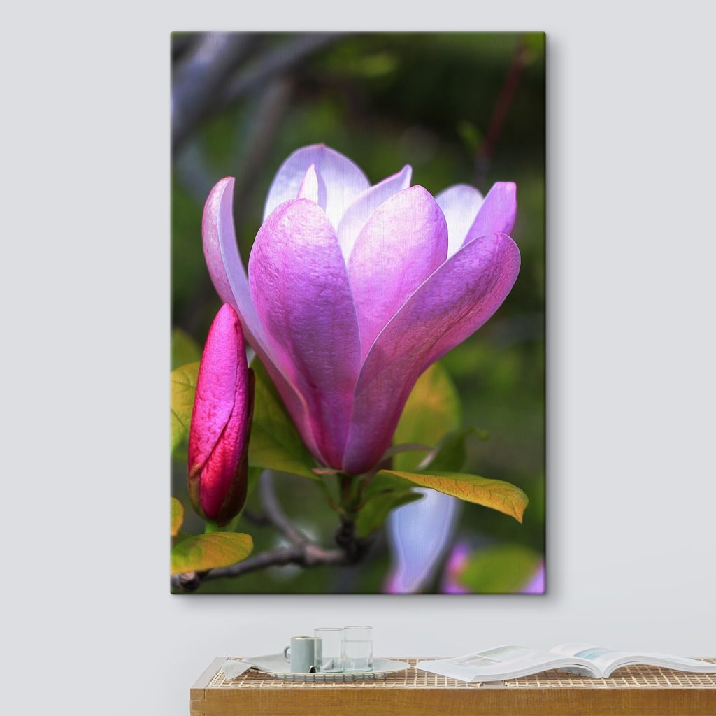 Magnolia: Nature's Graceful Bloom
