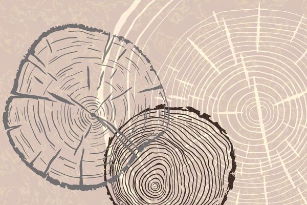 Time etched in wooden memories