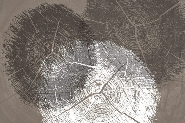 Tree Rings in Monochrome Detail Tree Rings in Monochrome Detail