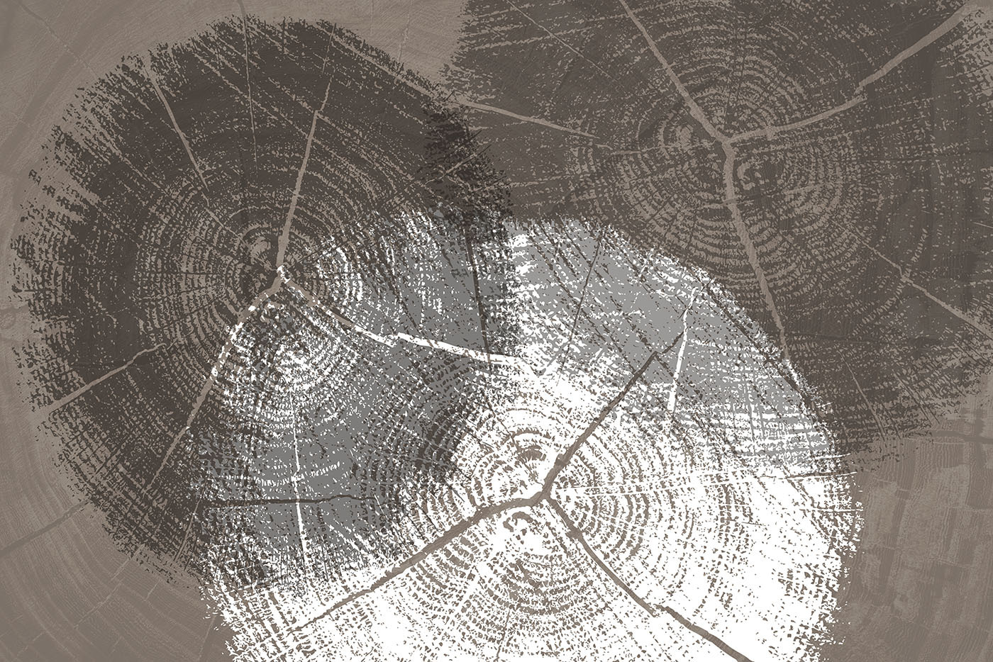 Tree Rings in Monochrome Detail Tree Rings in Monochrome Detail