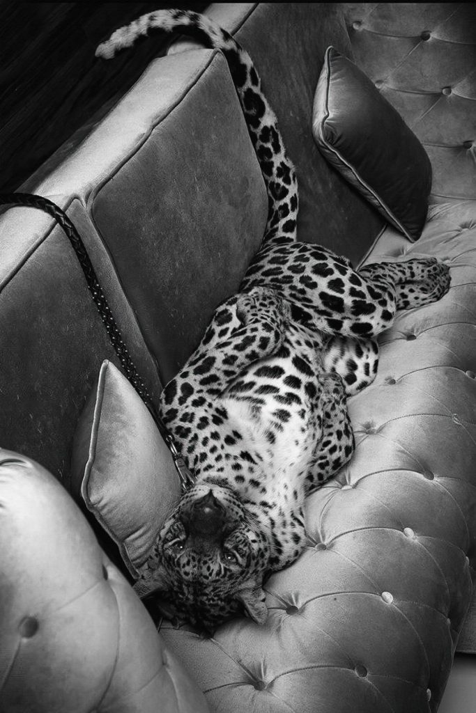 Leopard lying on a couch Leopard lying on a couch
