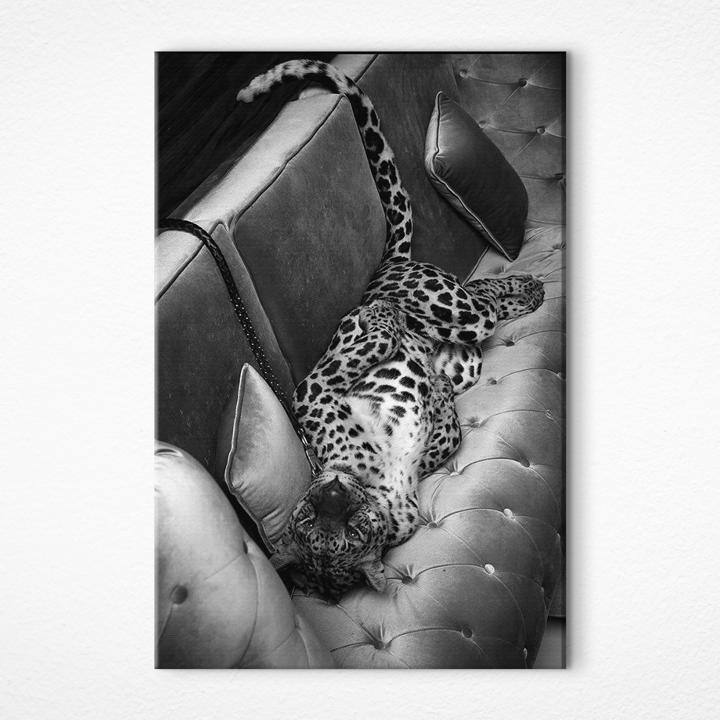 Leopard lying on a couch Leopard lying on a couch