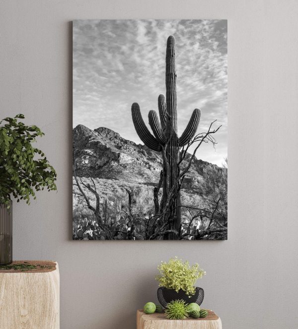 Quadri Quadri Cactus nel deserto (COD: s36249)
