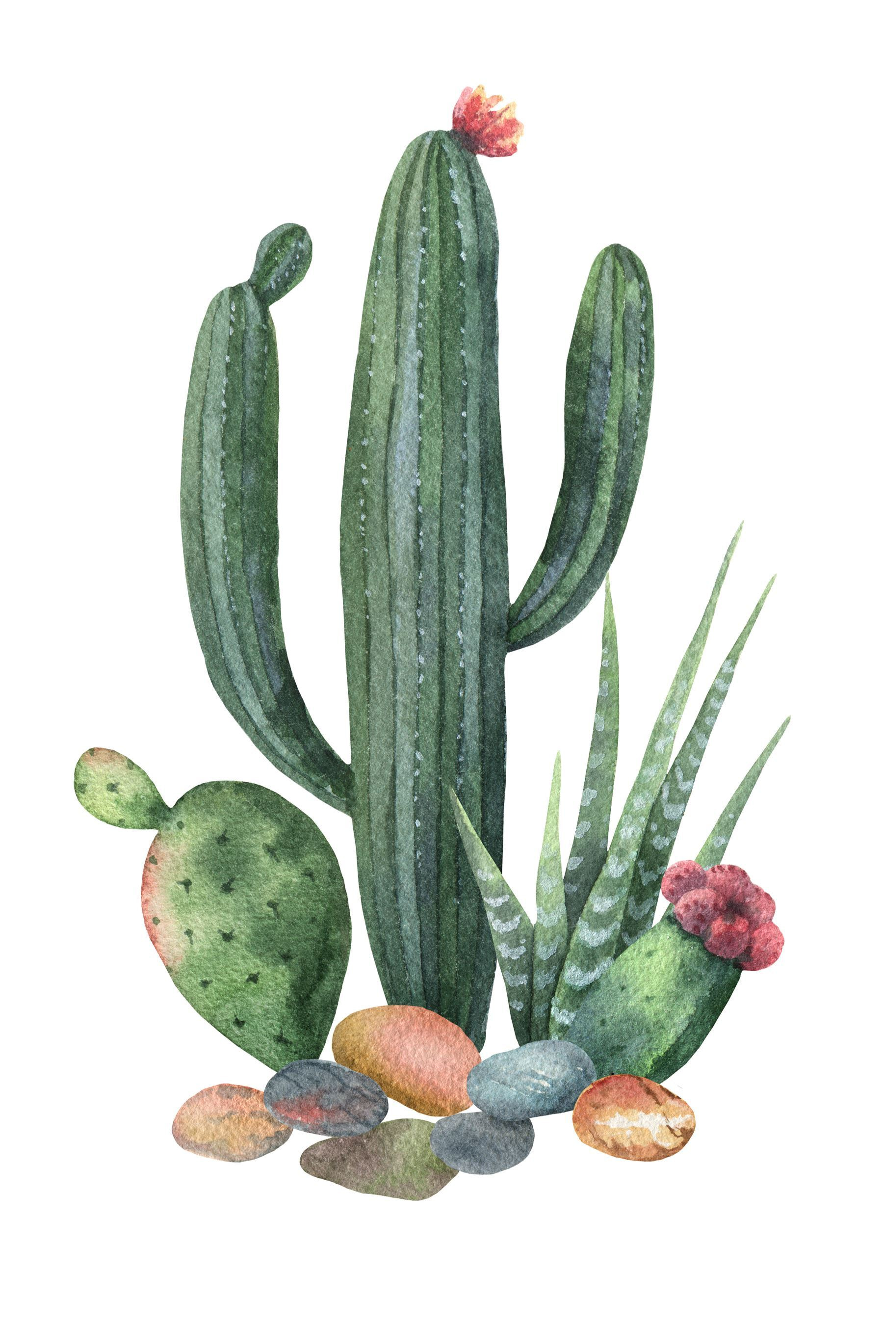Watercolor of a cactus and rocks