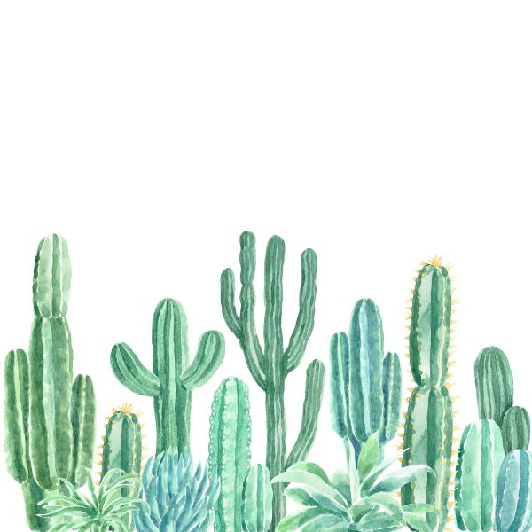 Group of cactuses and succulents Group of cactuses and succulents