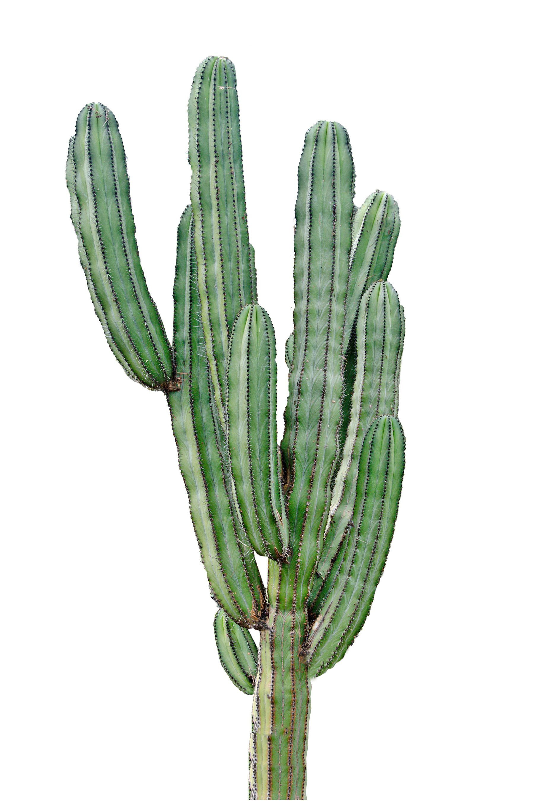 Cactus with long thin green stems