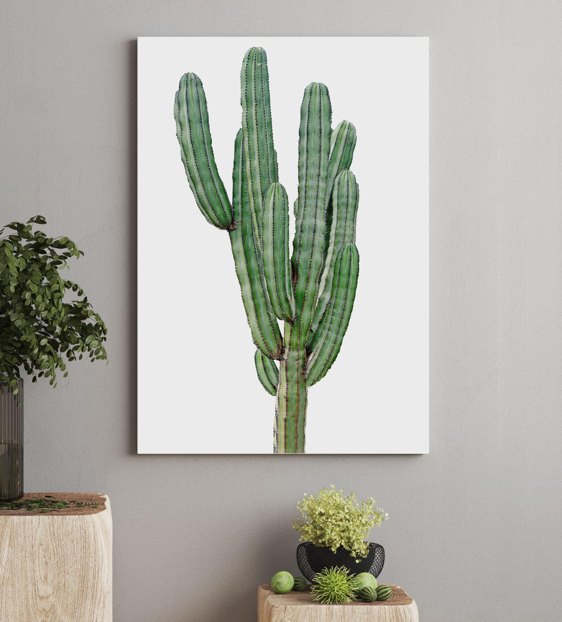 Cactus with long thin green stems
