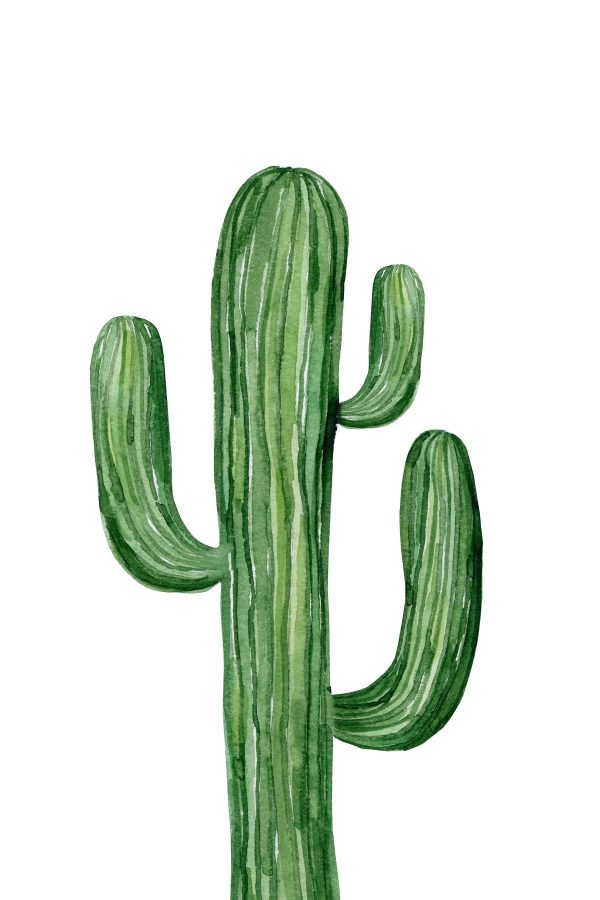 Green cactus on a white background