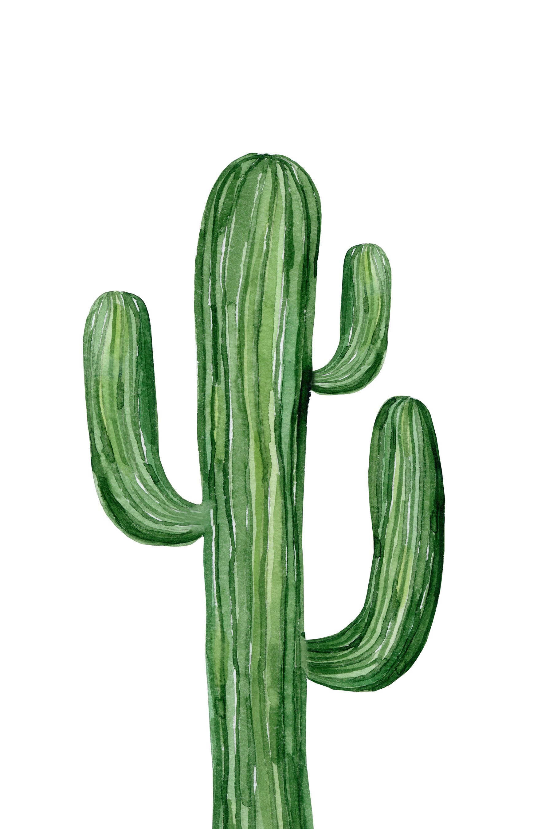 Green cactus on a white background