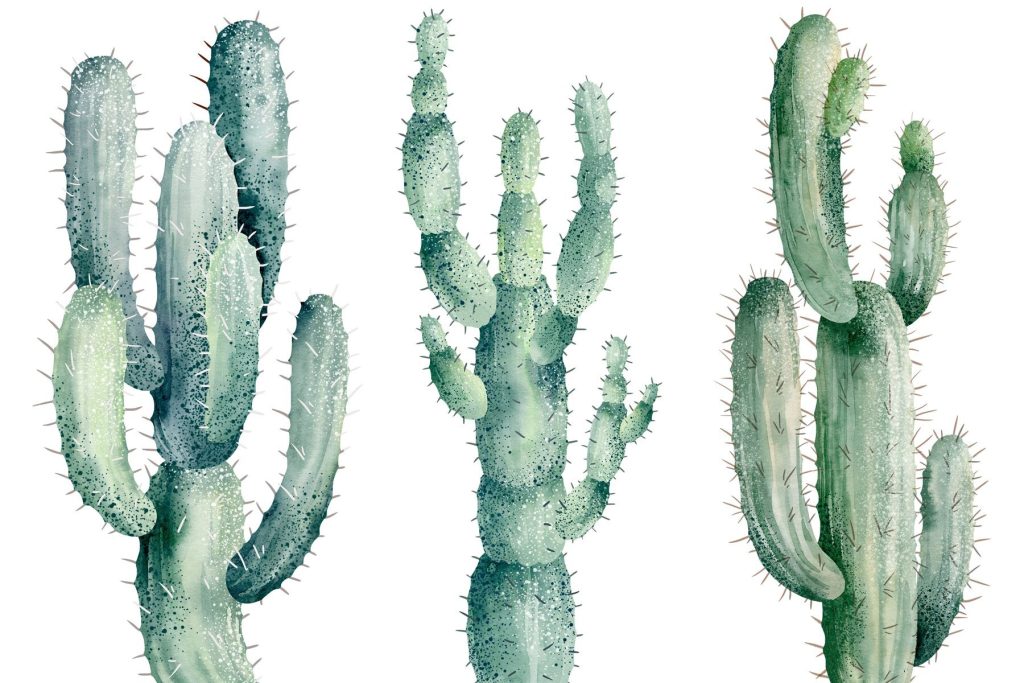 Group of cactuses on a white background Group of cactuses on a white background