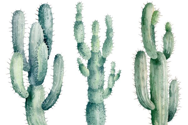 Group of cactuses on a white background Group of cactuses on a white background