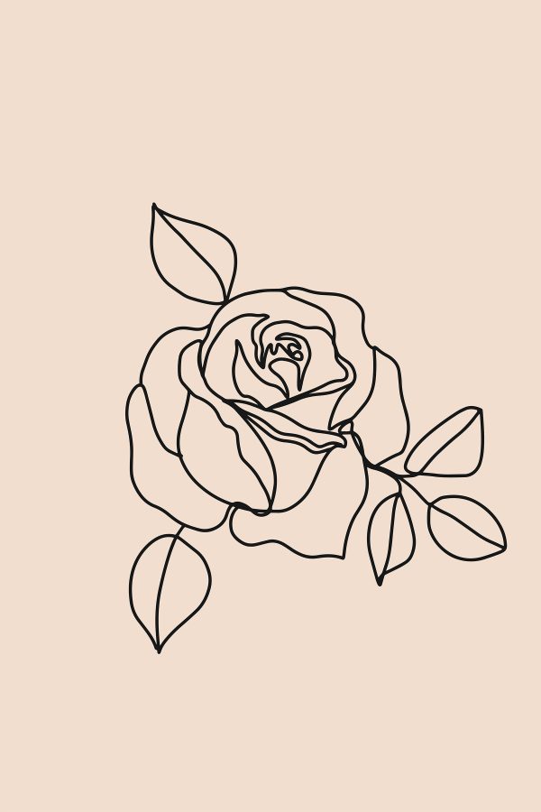 Drawing of a rose Drawing of a rose