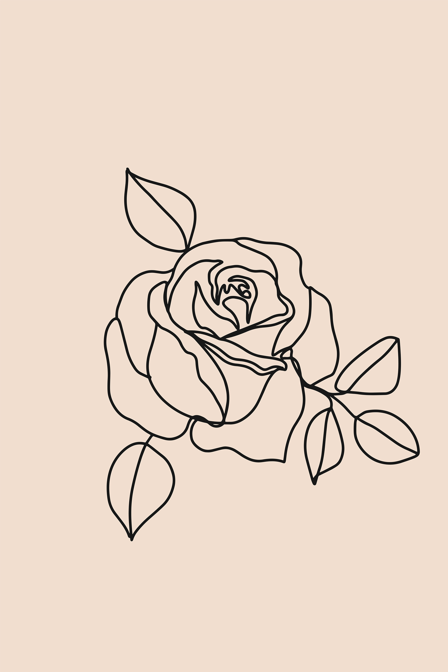 Drawing of a rose Drawing of a rose