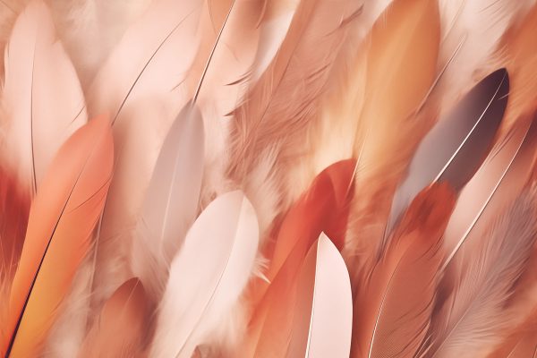 Group of feathers on a surface Group of feathers on a surface