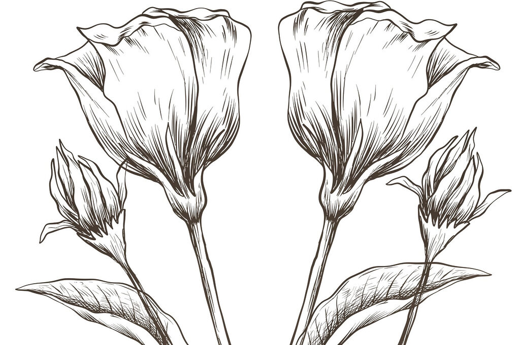 Disegno di fiori su sfondo bianco Disegno di fiori su sfondo bianco