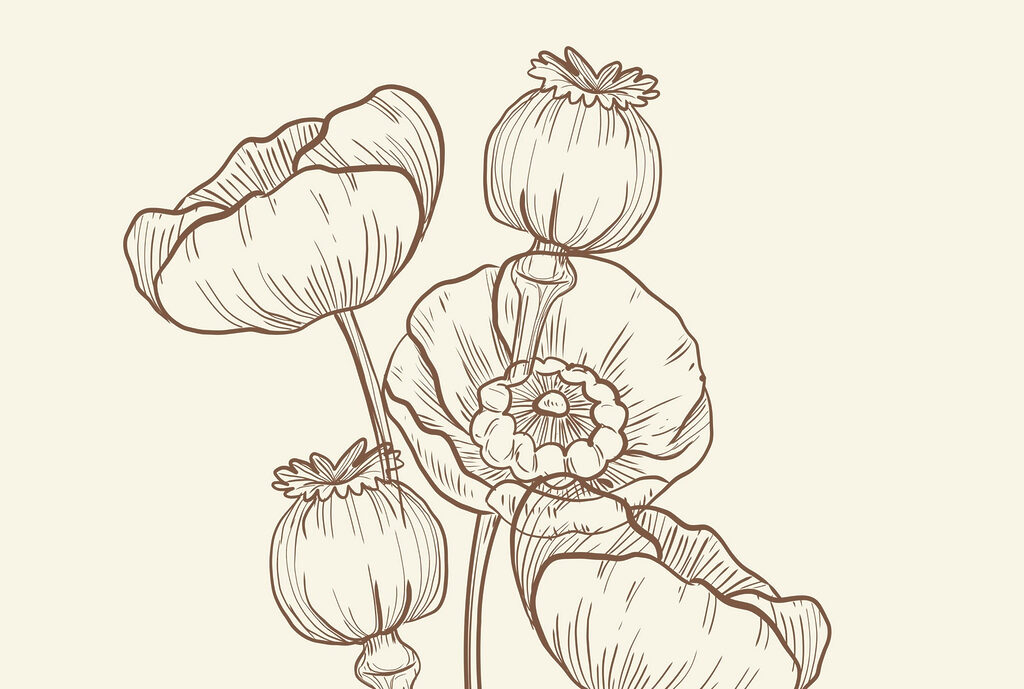Drawing of flowers on a white background Drawing of flowers on a white background